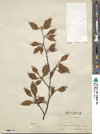 Fagus sylvatica image