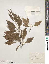 Fagus sylvatica image