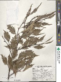 Fagus sylvatica image