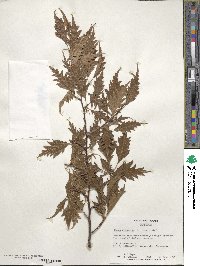 Fagus sylvatica image