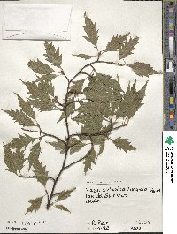 Fagus sylvatica image