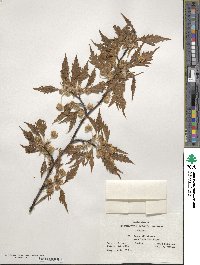 Fagus sylvatica image