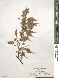 Fagus sylvatica image