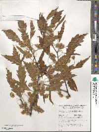 Fagus sylvatica image