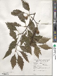 Fagus sylvatica image