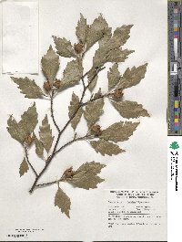 Fagus sylvatica image