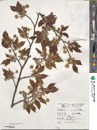 Fagus sylvatica image