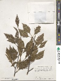 Fagus sylvatica image