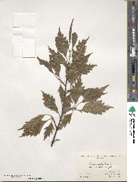 Fagus sylvatica image