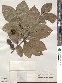 Fagus sylvatica image