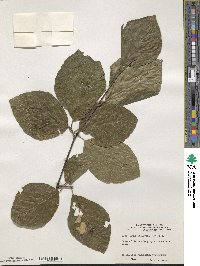 Fagus sylvatica image