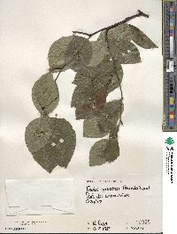 Fagus sylvatica image