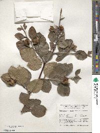 Fagus sylvatica image