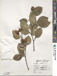 Fagus sylvatica image