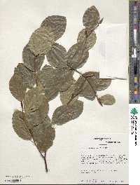 Fagus sylvatica image