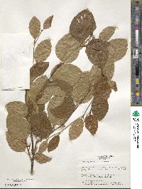 Fagus sylvatica image