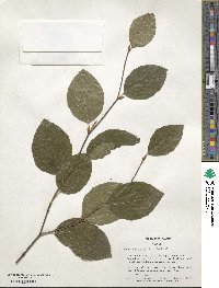 Fagus sylvatica image