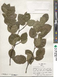 Fagus sylvatica image