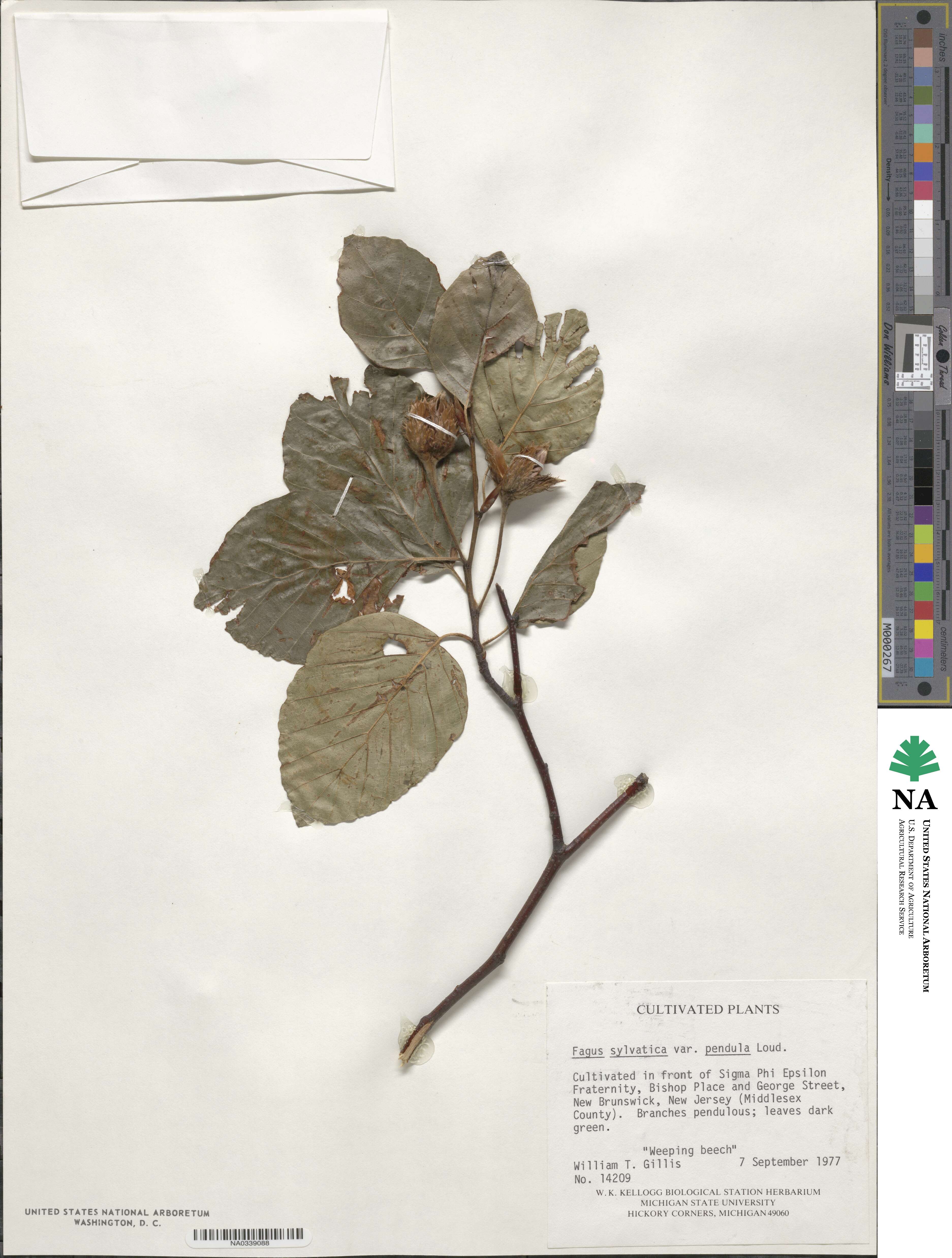 Fagus sylvatica image