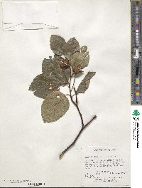 Fagus sylvatica image