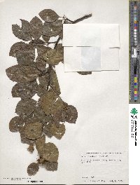 Fagus sylvatica image