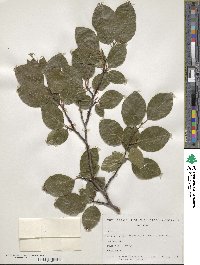 Fagus sylvatica image