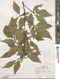 Fagus sylvatica image