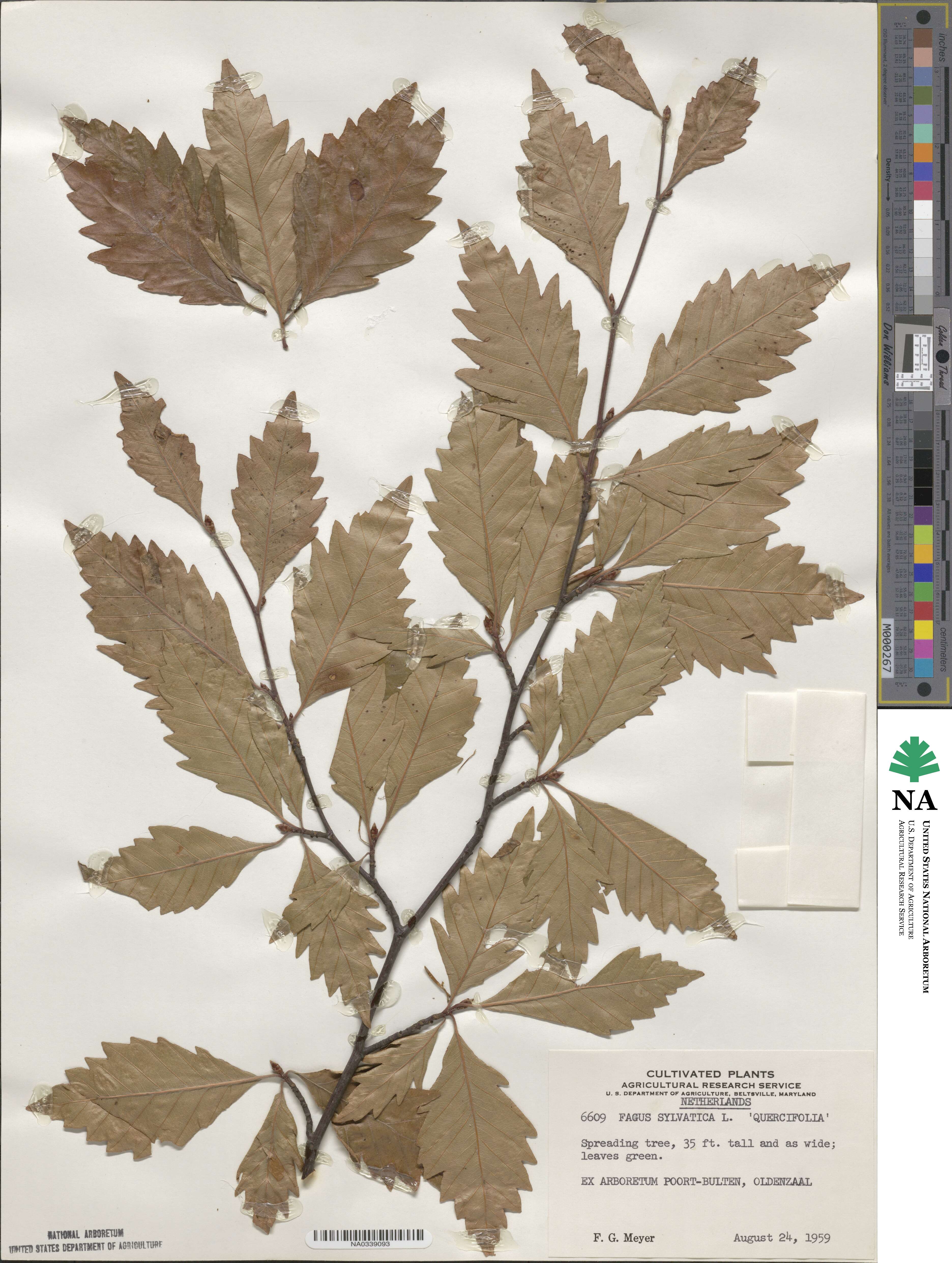 Fagus sylvatica image