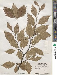 Fagus sylvatica image