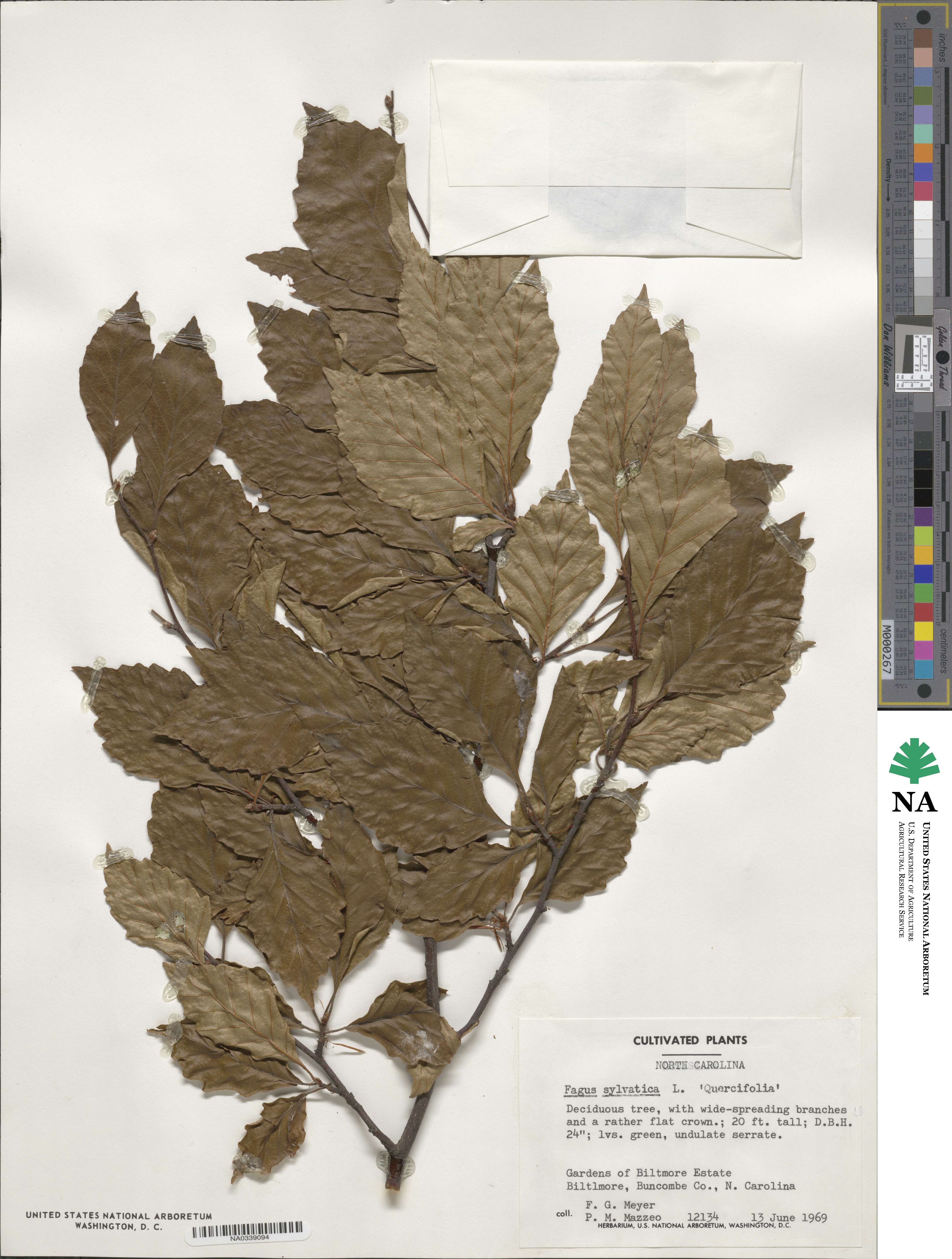 Fagus sylvatica image