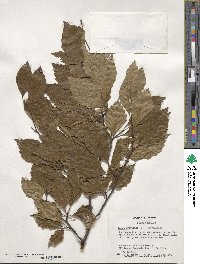 Fagus sylvatica image