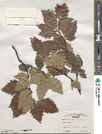 Fagus sylvatica image