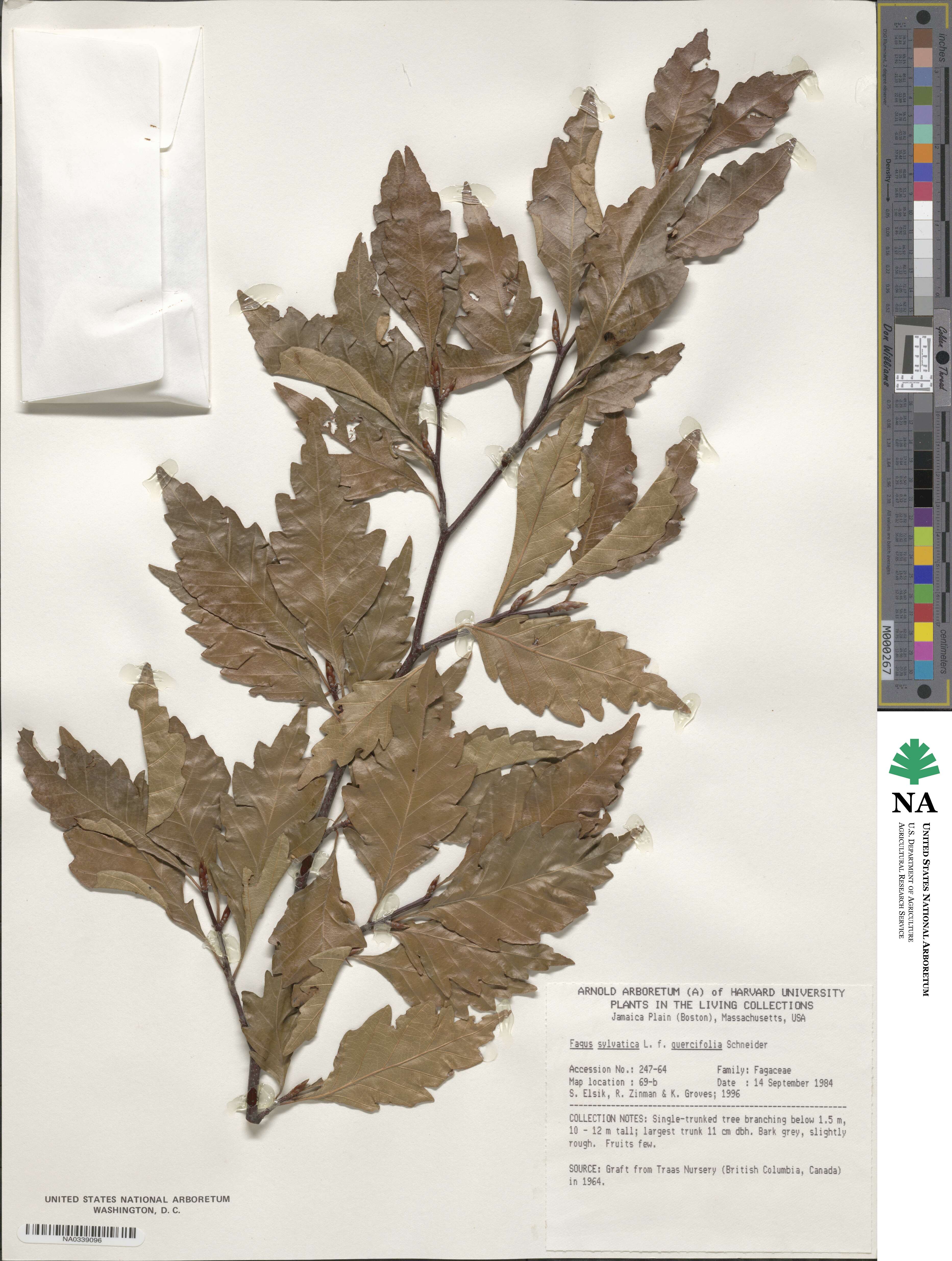 Fagus sylvatica image