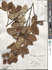 Fagus sylvatica image