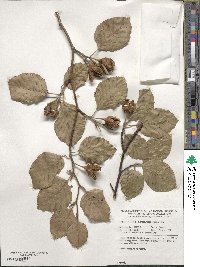 Fagus sylvatica image