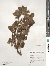 Fagus sylvatica image