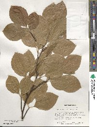 Fagus sylvatica image