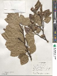 Fagus sylvatica image