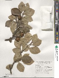 Fagus sylvatica image