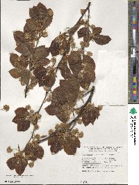 Fagus sylvatica image