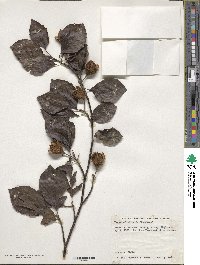 Fagus sylvatica image