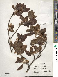 Fagus sylvatica image