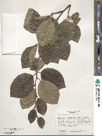 Fagus sylvatica image