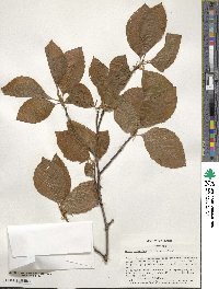 Fagus sylvatica image