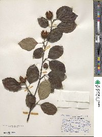 Fagus sylvatica image