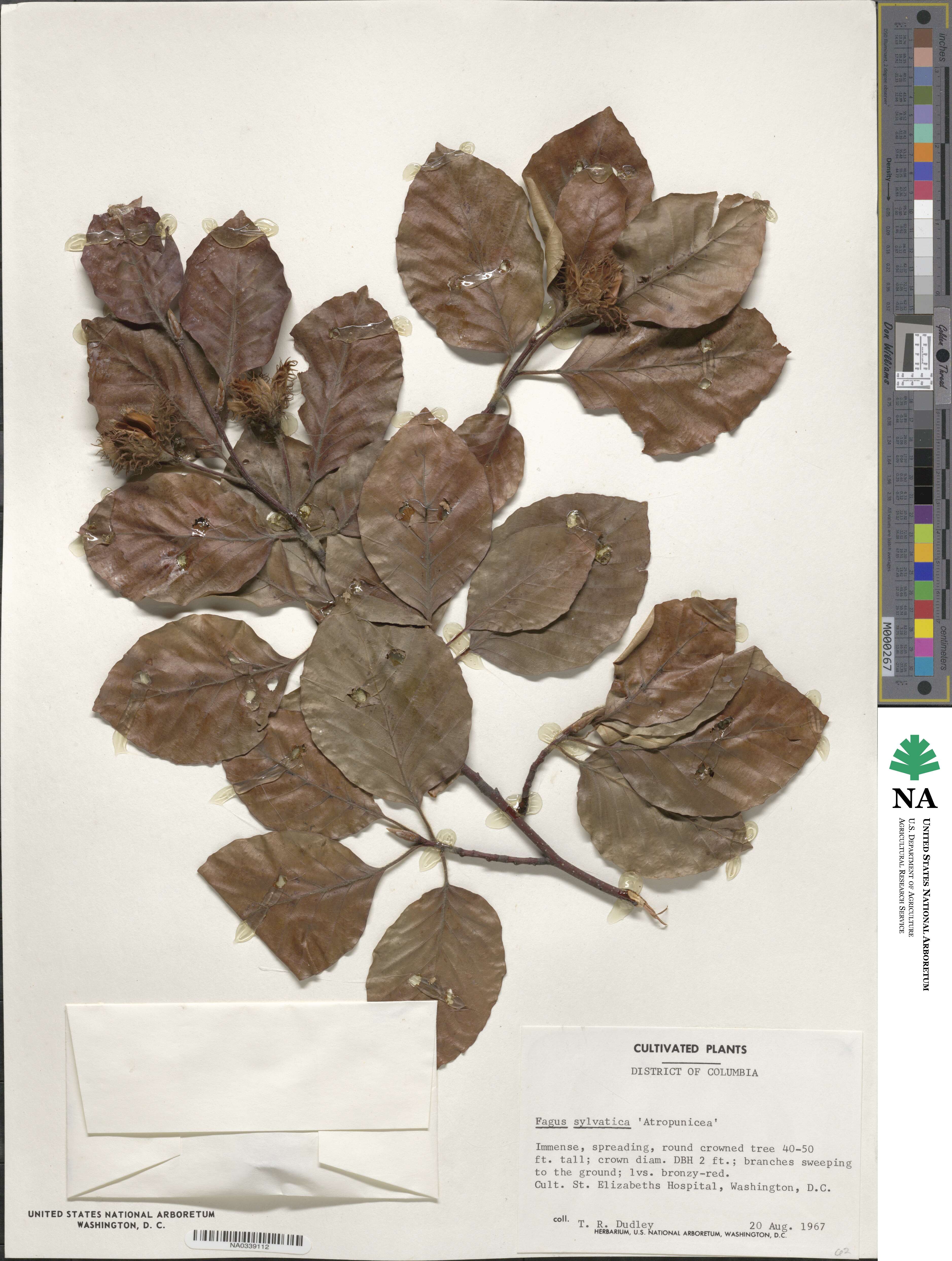 Fagus sylvatica image