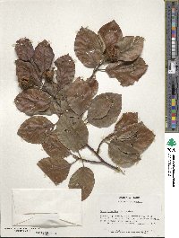 Fagus sylvatica image