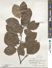 Fagus sylvatica image