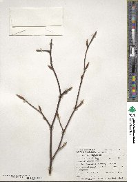 Fagus sylvatica image