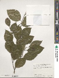 Fagus sylvatica image